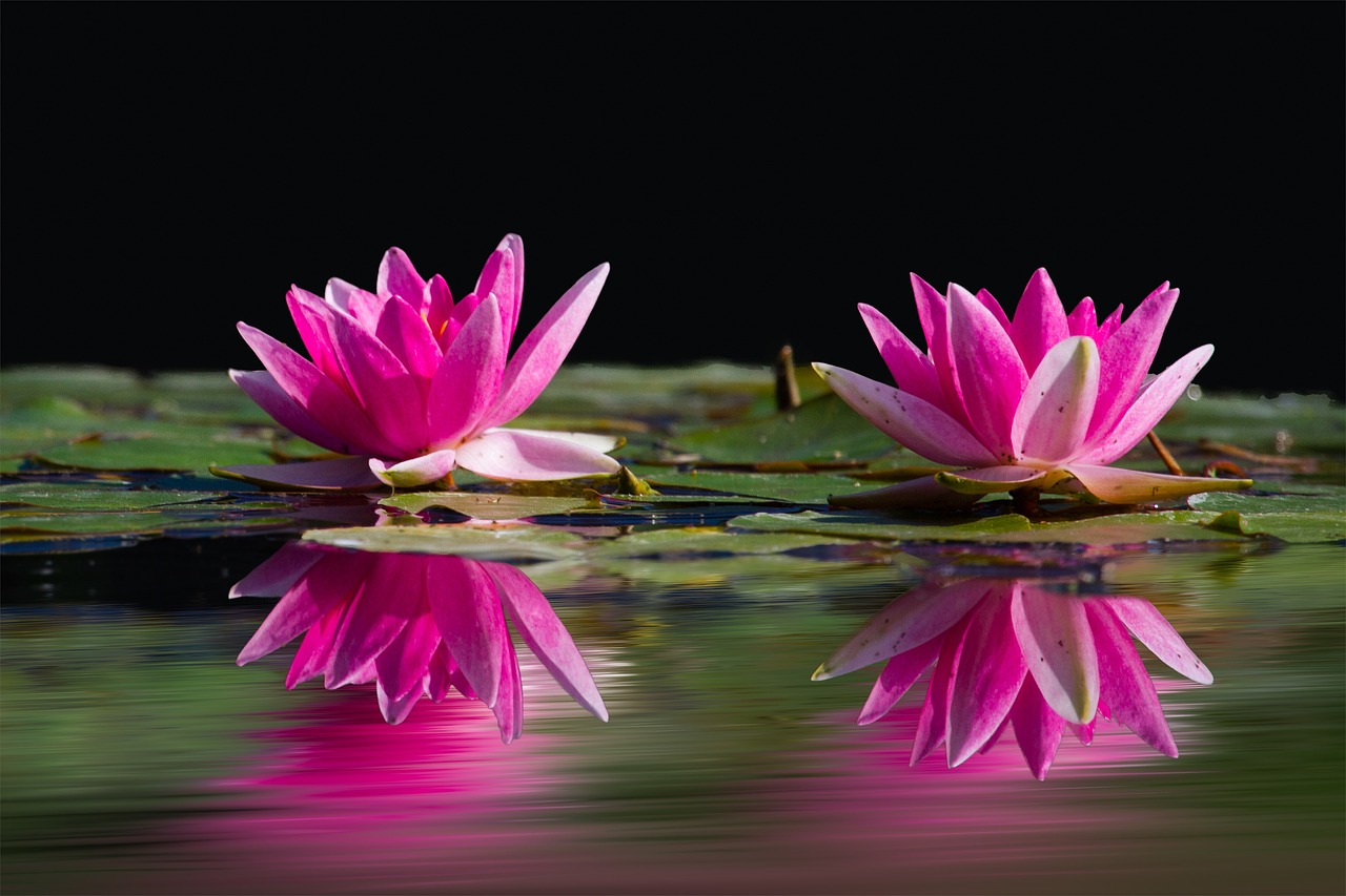 Reflections of Serenity: The Story of Water Lilies in Bloom